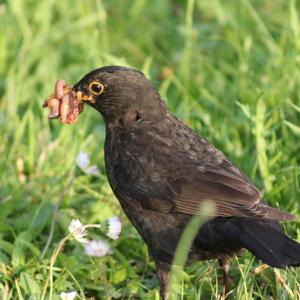 Eurasian Blackbird