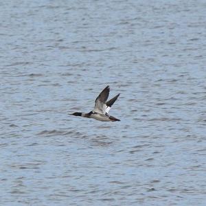 Red-breasted Merganser