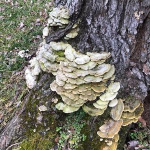 Turkey-tail