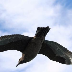 South Polar Skua