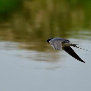 Barn Swallow