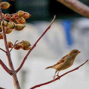 House Sparrow