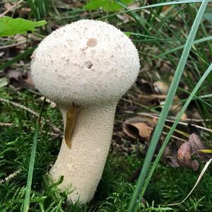 Gem-studded Puffball