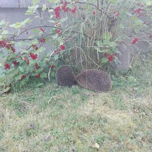 European Hedgehog