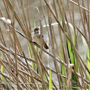 Sedge Warbler