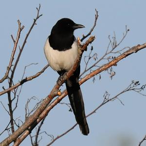 Black-billed Magpie