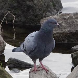 Rock Pigeon