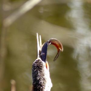 Anhinga