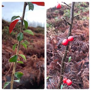 Cotoneaster (Common)