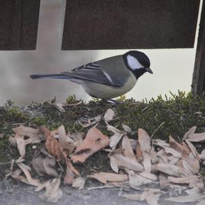 Great Tit