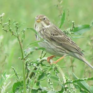 Corn Bunting