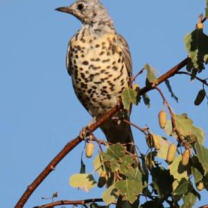 Mistle Thrush