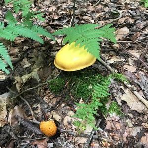 Larch Suillus