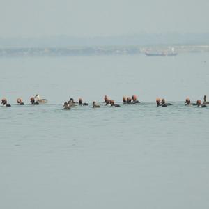 Red-crested Pochard