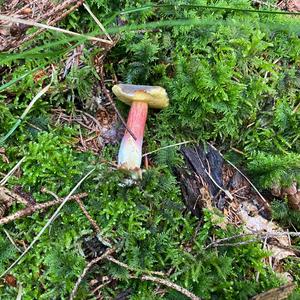 Red-cracked Bolete