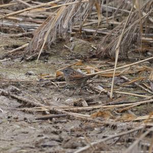 Hedge Accentor