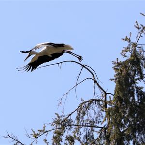 White Stork