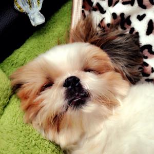 Shih Tzu