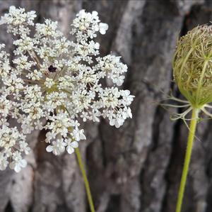 Wild Carrot