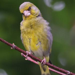 European Greenfinch