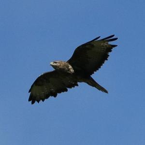 Common Buzzard