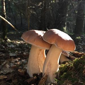 King Bolete