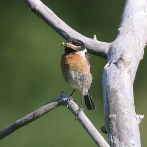 European stonechat