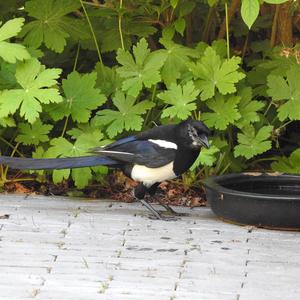 Black-billed Magpie