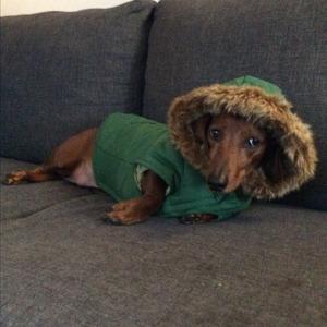 Dachshund