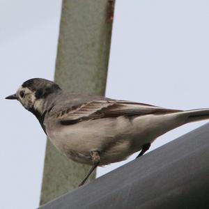 White Wagtail