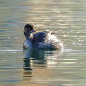 Black-necked Grebe