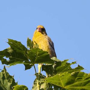 European Greenfinch