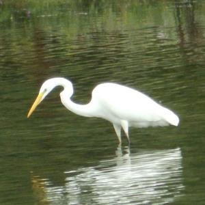 Great Egret