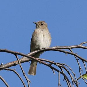 Spotted Flycatcher