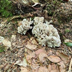 Rooting Cauliflower Mushroom