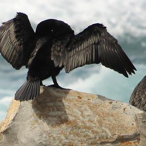 Great Cormorant