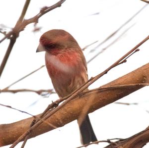 House Finch