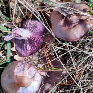 Wood Blewit