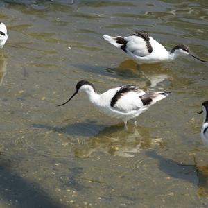 Pied Avocet