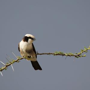 White-rumped Shrike