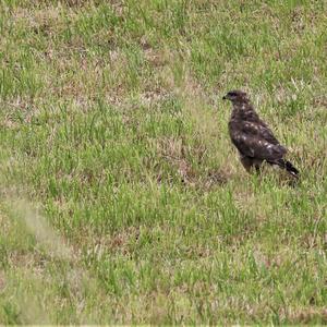 Common Buzzard