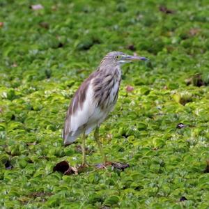 Indian Pond-heron