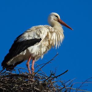 White Stork