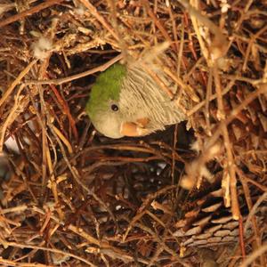 Monk Parakeet