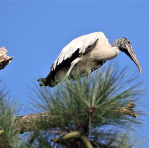 Wood Stork