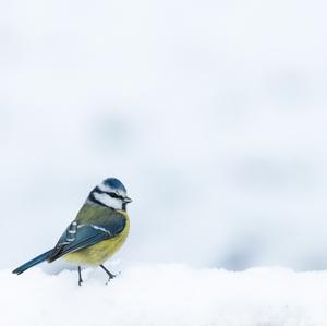 Blue Tit