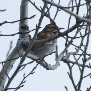 Redwing