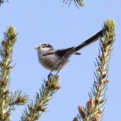 Long-tailed Tit