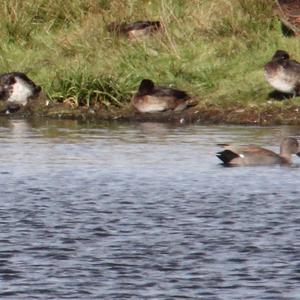 Gadwall