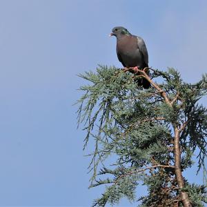 Stock Dove